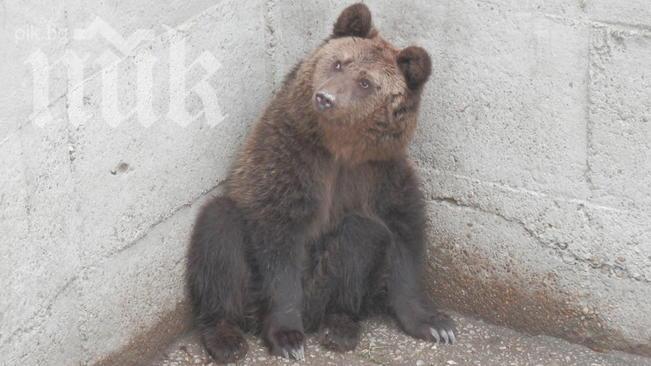 Възпитана мечка си тръгна от бар, след като беше помолена да напусне