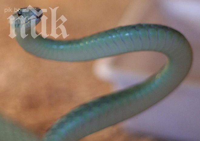 Влечуго в училище! Евакуират всички класове в Разлог