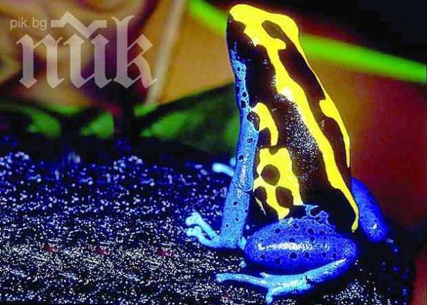 Таксиджия прекарва 35 жаби 