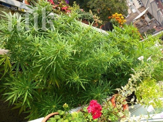 Откриха 8 кг канабис в Силистра