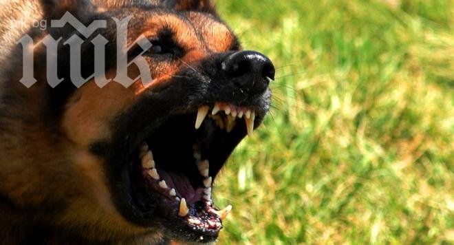Нахапана от куче осъди общината в Пазарджик за  6000 лв.
