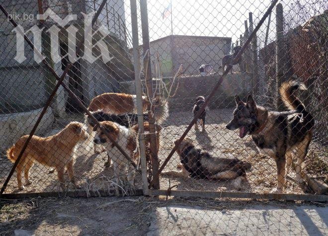 Започва масово избиване на бездомни кучета в Румъния