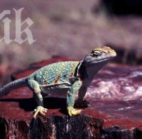 Мистерия! Езеро в Танзания вкаменява животни