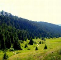 Незаконната сеч нараства на прага на зимата 