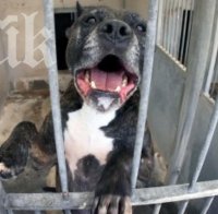 Зверство! Питбул-убиец разкъса куче на метри от училище!