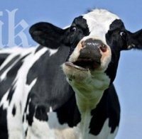 Гонка между полицаи и крава в Кюстендил