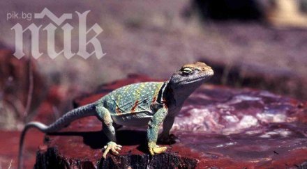 мистерия езеро танзания вкаменява животни