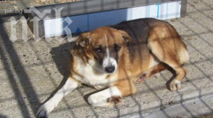 хасково пари кучешки приюти