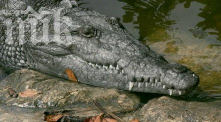 нечуван рекорд ловец хвана чудовищен 500 килограмов алигатор видео