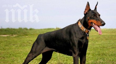 доберманите билет рейса котките безплатно