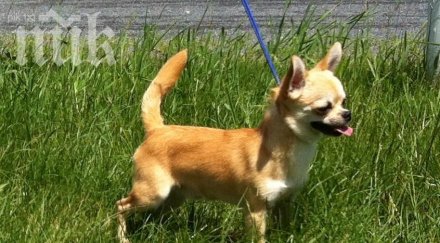 плезещо куче влезе гинес