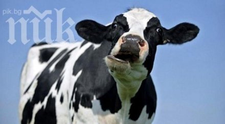 гонка полицаи крава кюстендил