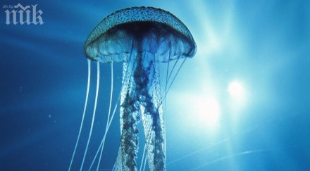 медузи спряха работата шведски аец