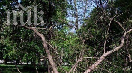 трагедия мъж отряза дърво падна любовницата уби