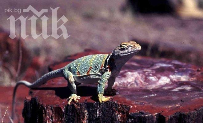 Мистерия! Езеро в Танзания вкаменява животни