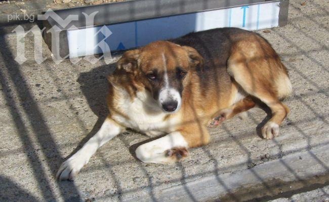 В Хасково няма пари за кучешки приюти 