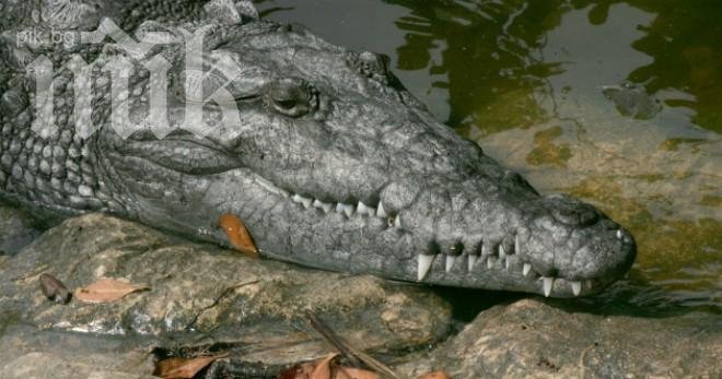 Нечуван рекорд! Ловец хвана чудовищен 500-килограмов алигатор (видео)