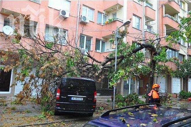 Дърво премаза кола и бус Мерцедес в центъра на Варна (снимки)