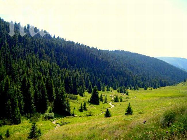 Незаконната сеч нараства на прага на зимата 