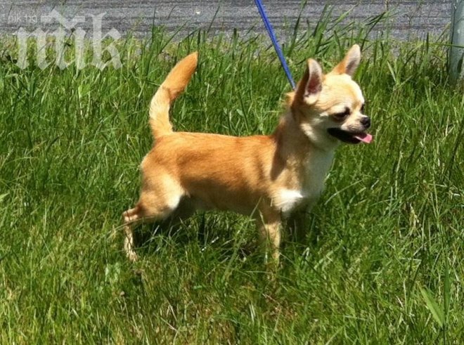 Плезещо се куче влезе в Гинес