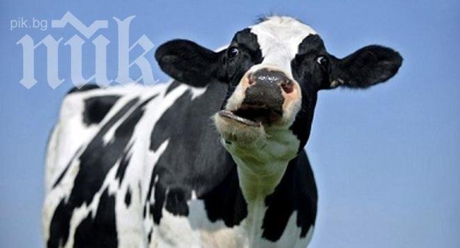 Гонка между полицаи и крава в Кюстендил