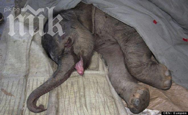 Бебе слонче плака 5 часа, след като майка му го изостави