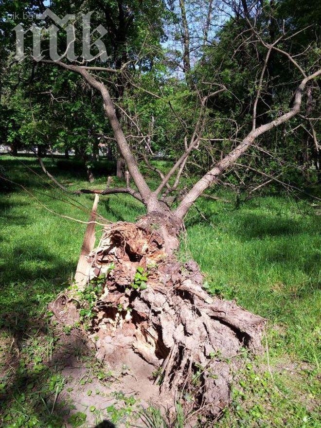Трагедия! Мъж отряза дърво, което падна върху любовницата му и я уби