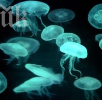 Опасни медузи край гръцките острови