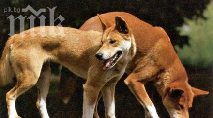 бездомните кучета софия намаляват