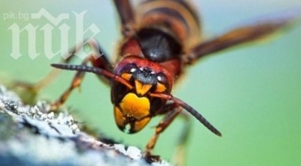 пожарни китай трепят оси убили човека