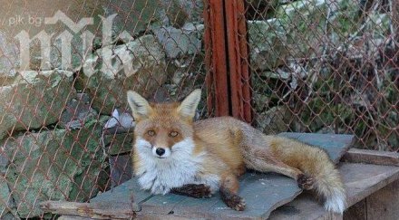 зоопаркът добрич отговаря стандартите бил швейцарско финансиране