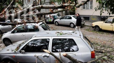 вятърът събори дърво коли варна