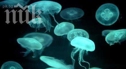 нашествие медузи черно море