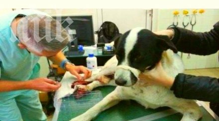 скандал рейс блъсна нарочно куче варна