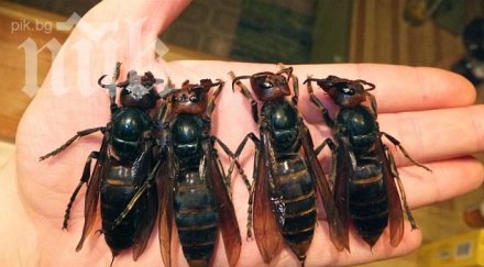 стършели убийци взеха жертви китай снимки