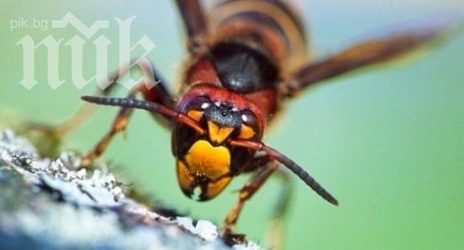 Пожарни в Китай трепят оси, убили 41 човека