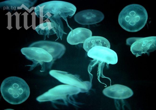 Опасни медузи край гръцките острови