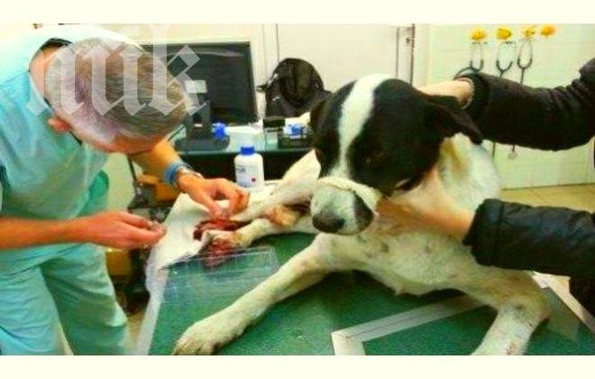 Скандал! Рейс блъсна нарочно куче във Варна