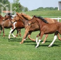 Жена задигна кон в Недоклан