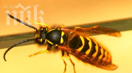 оса уби таксиджия колата погледа слисан клиент