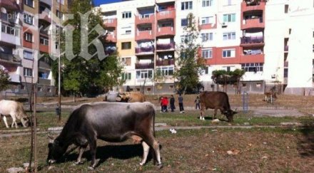 рекордьор плати 1600 лева глоба животни пуснати без надзор