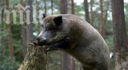 глиган предизвика катастрофа уби двама русия