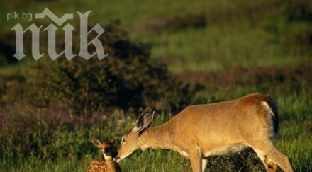 убиха кошута поповското село осиково