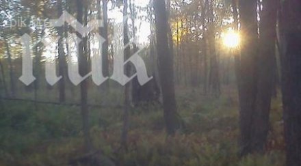 сензация голямата стъпка съществува снимки