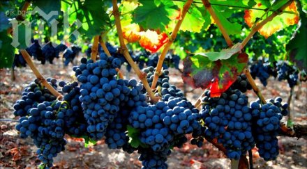 полицаи твърдица осуетили кражба грозде