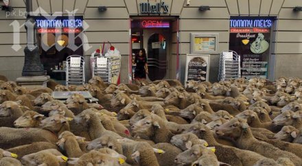 парадът овцете центъра мадрид шашна туристите