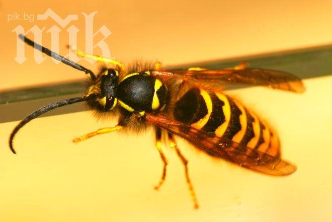 Оса уби таксиджия в колата му пред погледа на слисан клиент