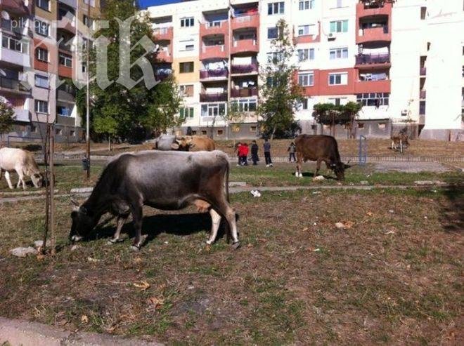 Рекордьор ще плати 1600 лева глоба за животни, пуснати без надзор 