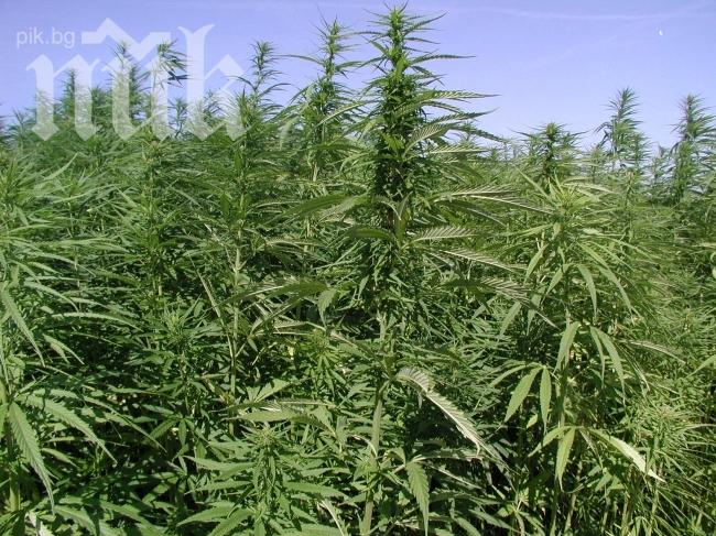 Полицията спипа оранжерия за джойнт