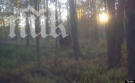 Сензация! Голямата стъпка съществува (снимки)